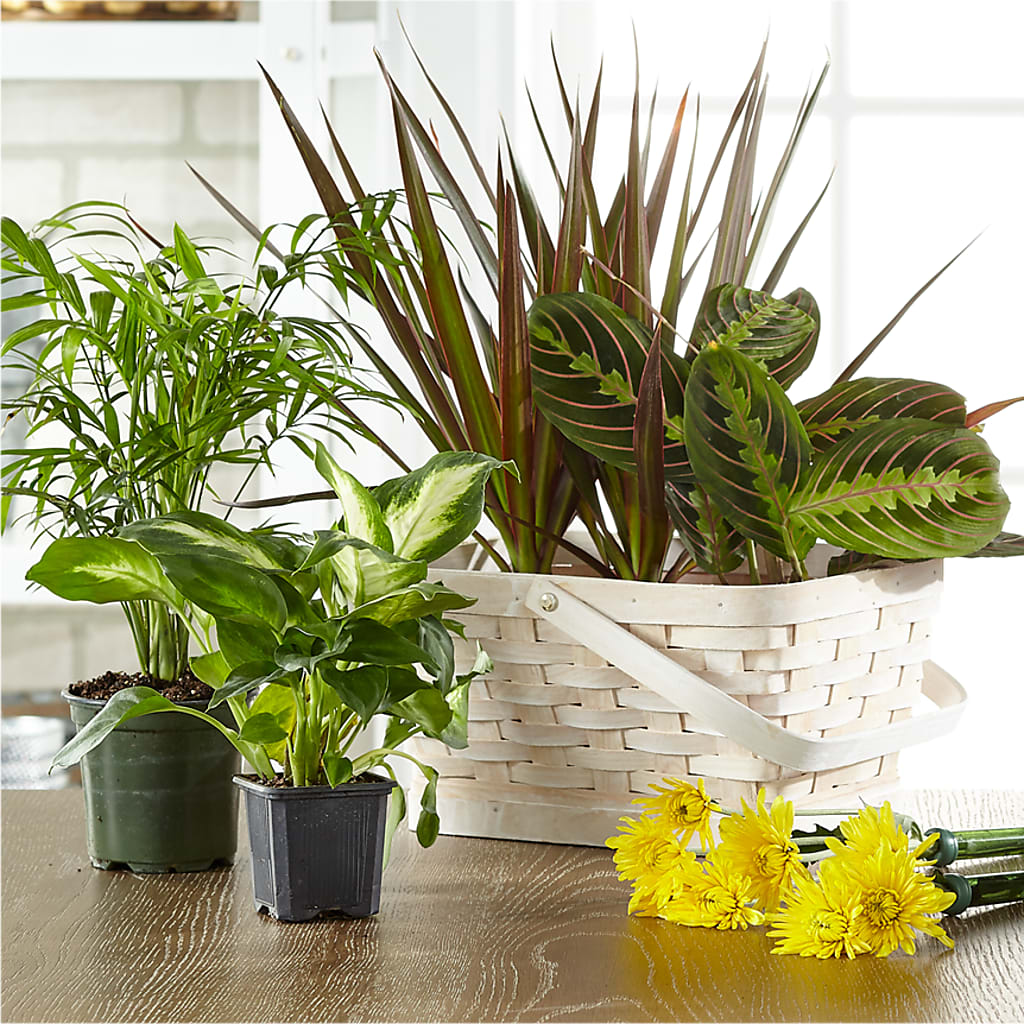 Florist Designed Blooming and Green Plants in a Basket – Deux Gars Des Fleurs, Sorel PQ