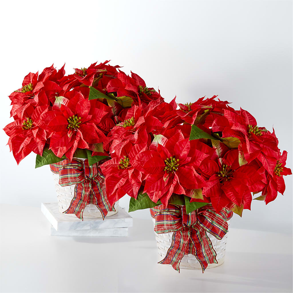 Happiest Holidays Poinsettia Bundle – Deux Gars Des Fleurs, Sorel PQ