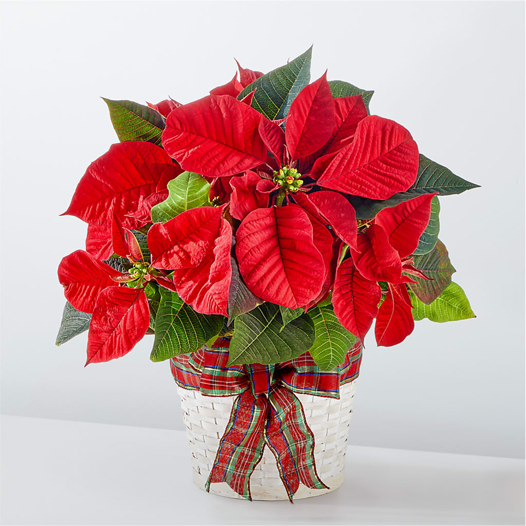 Happiest Holidays Poinsettia – Deux Gars Des Fleurs, Sorel PQ