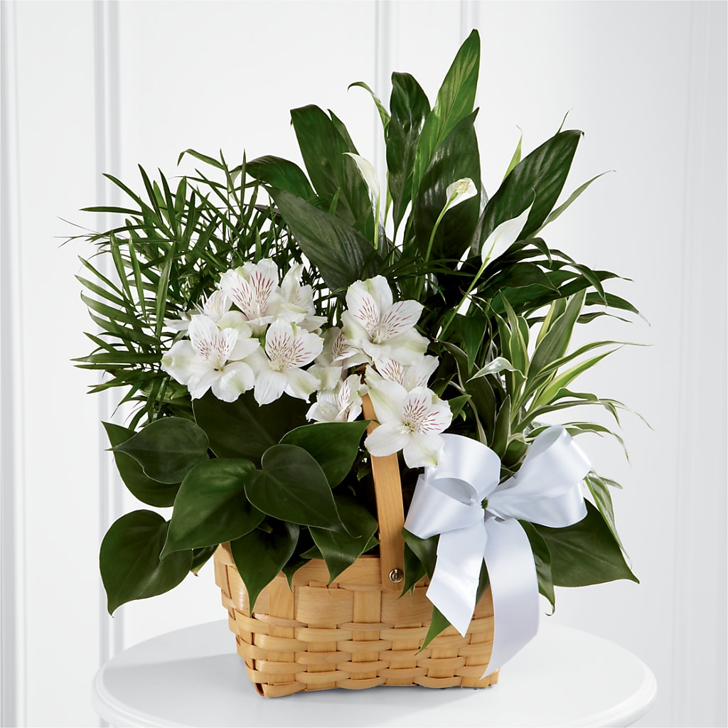 Peace & Serenity Dishgarden – Deux Gars Des Fleurs, Sorel PQ