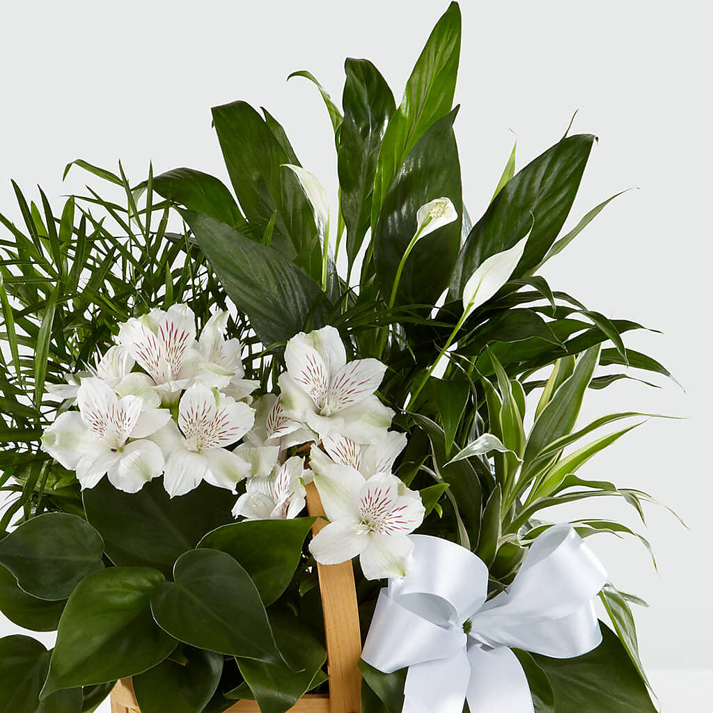 Peace & Serenity Dishgarden – Deux Gars Des Fleurs, Sorel PQ