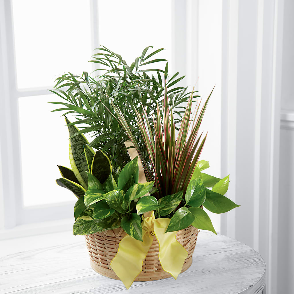 French Garden – Deux Gars Des Fleurs, Sorel PQ