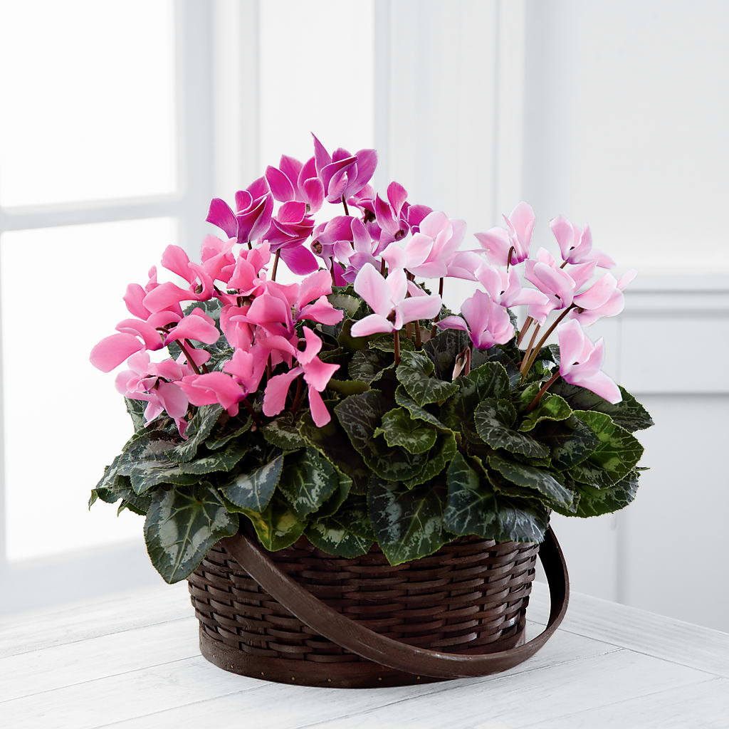 Mixed Cyclamen Planter – Deux Gars Des Fleurs, Sorel PQ