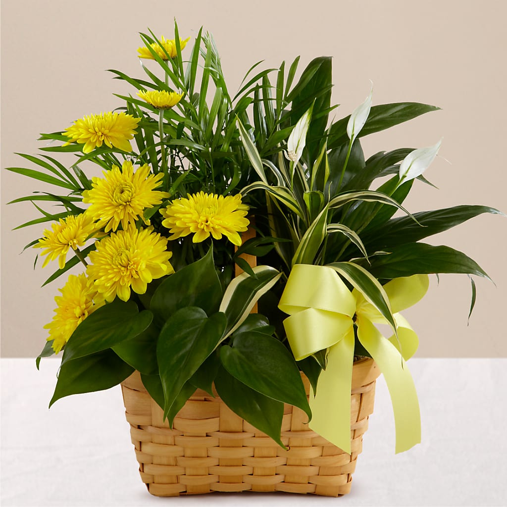 Loving Light Dishgarden – Deux Gars Des Fleurs, Sorel PQ
