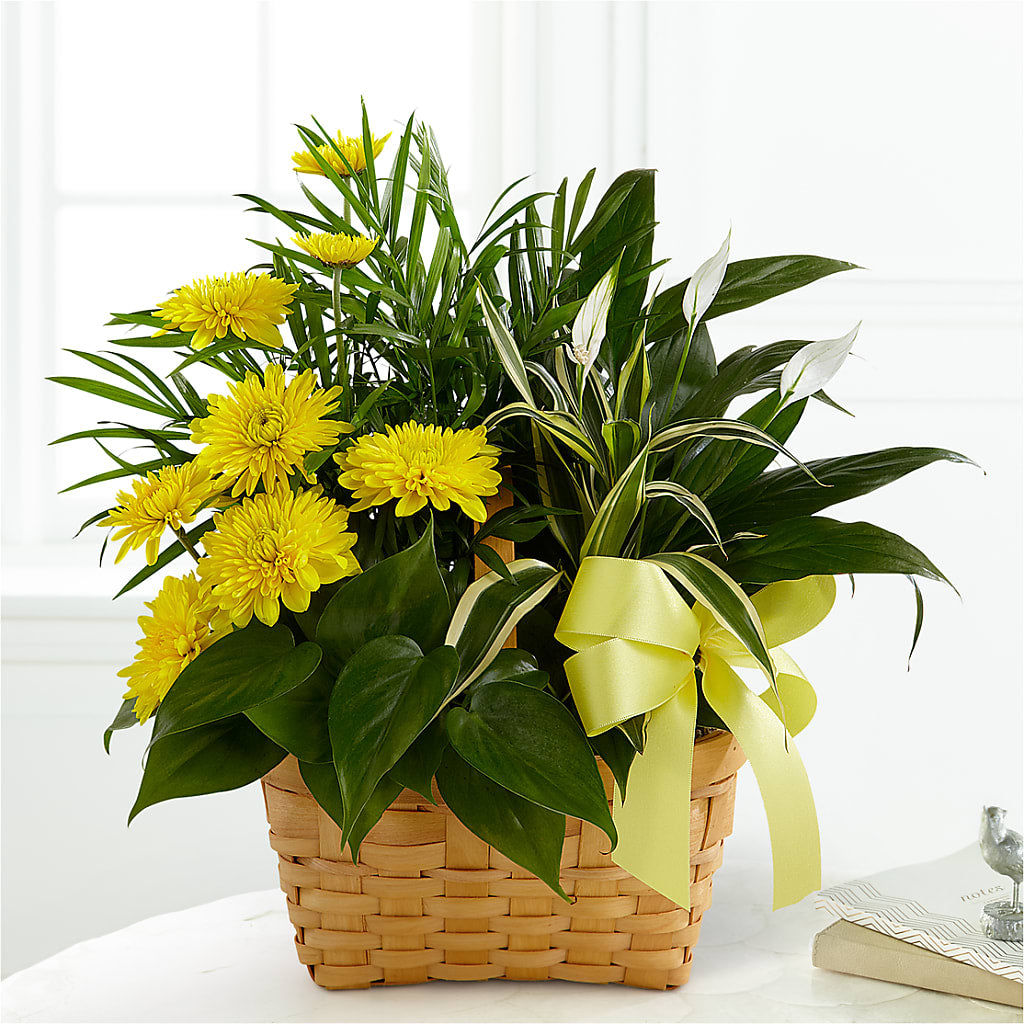 Loving Light Dishgarden – Deux Gars Des Fleurs, Sorel PQ
