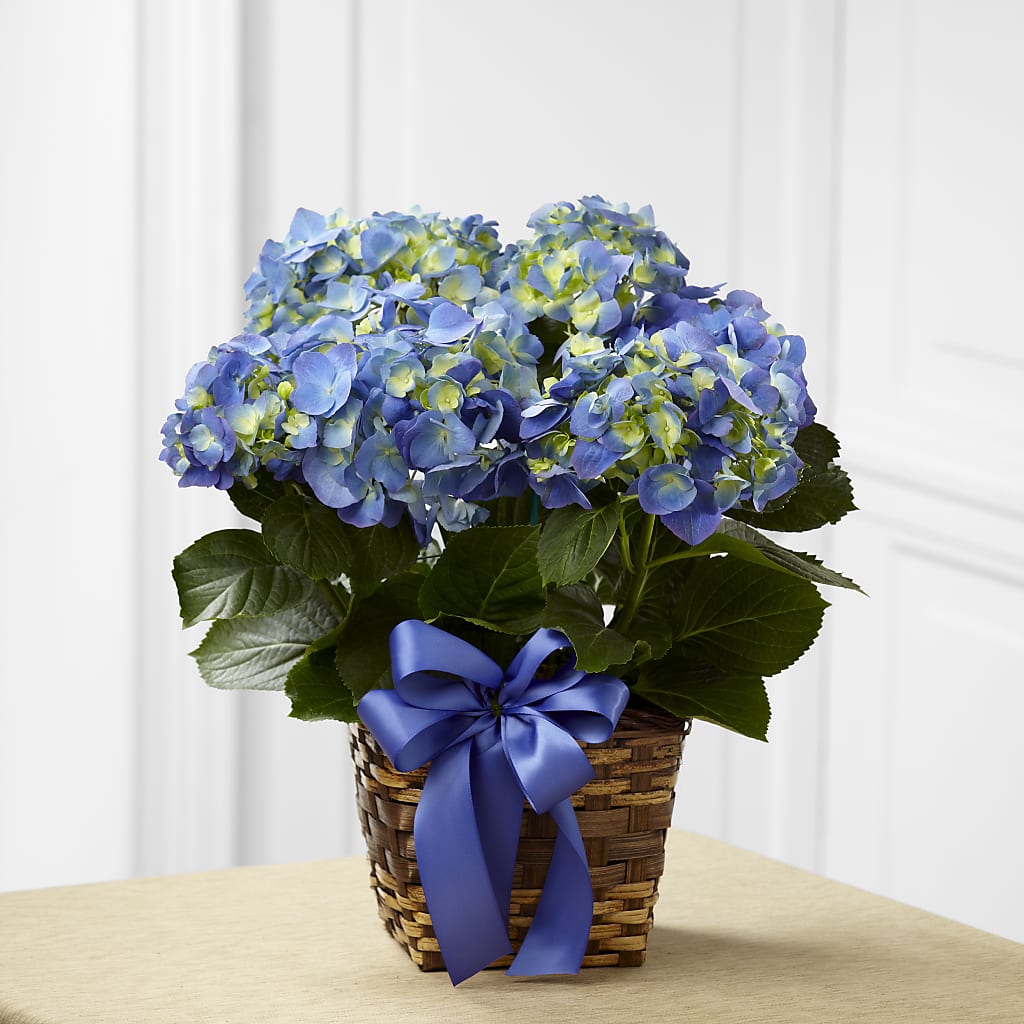 Blue Hydrangea Planter – Deux Gars Des Fleurs, Sorel PQ