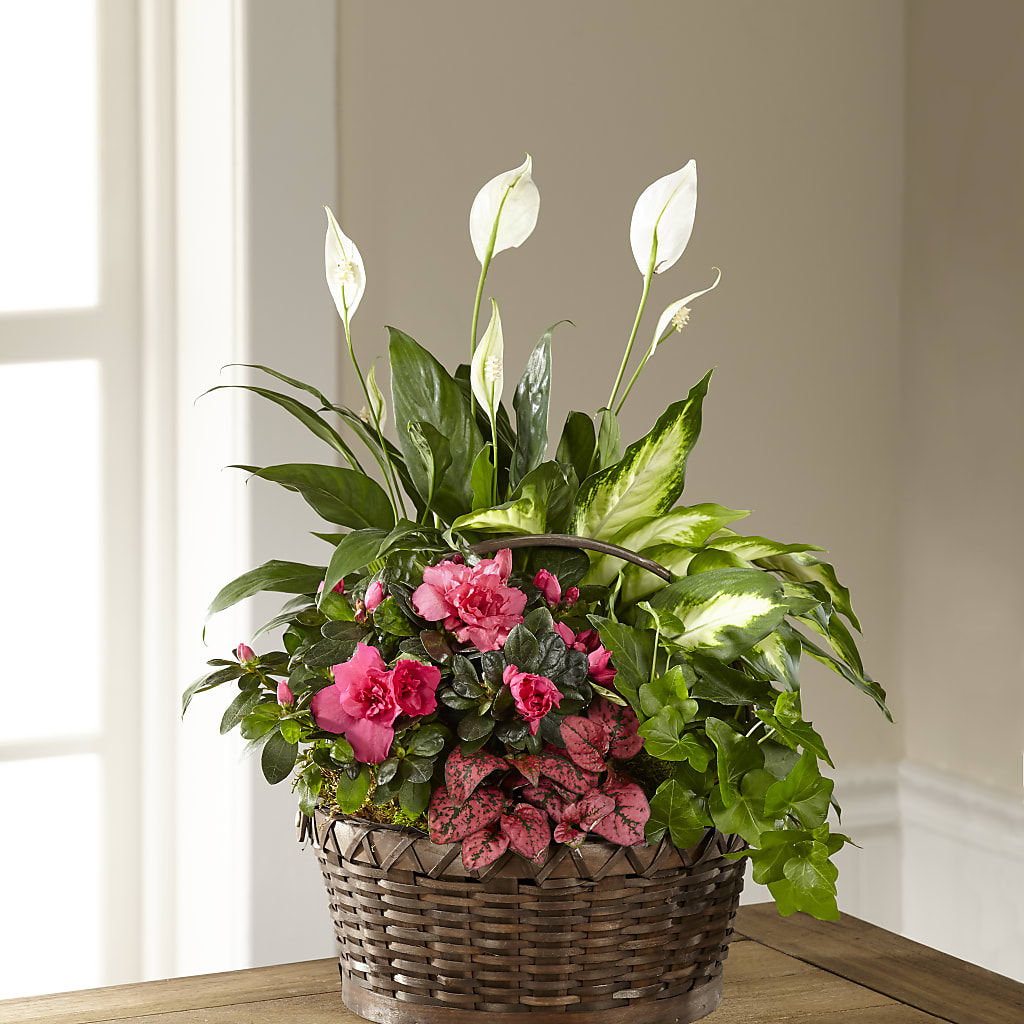 Dream in Pink Dishgarden – Deux Gars Des Fleurs, Sorel PQ
