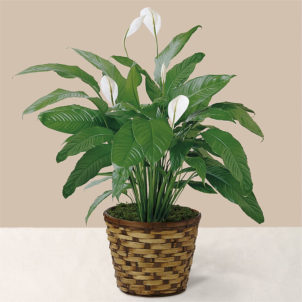 Tranquil Moments Peace Lily Plant – Deux Gars Des Fleurs, Sorel PQ