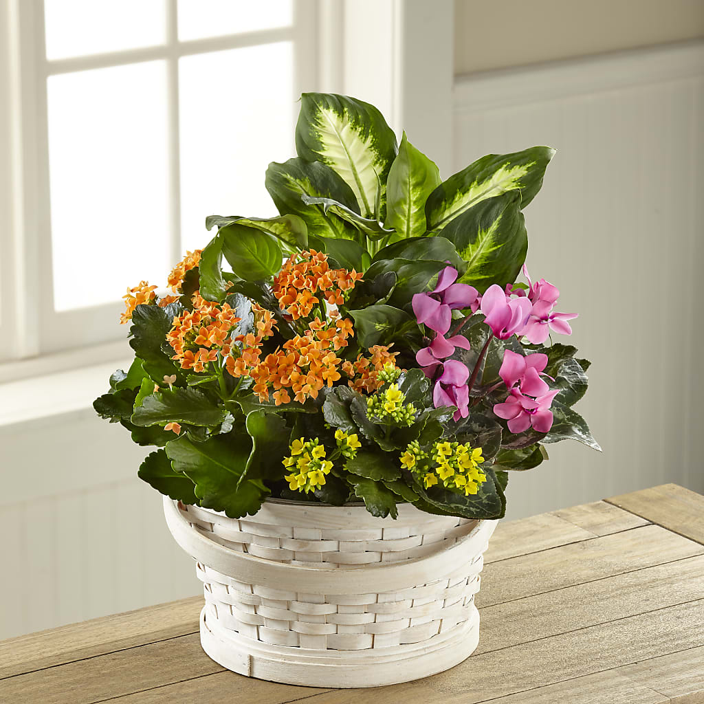 Color Crush Dishgarden – Deux Gars Des Fleurs, Sorel PQ