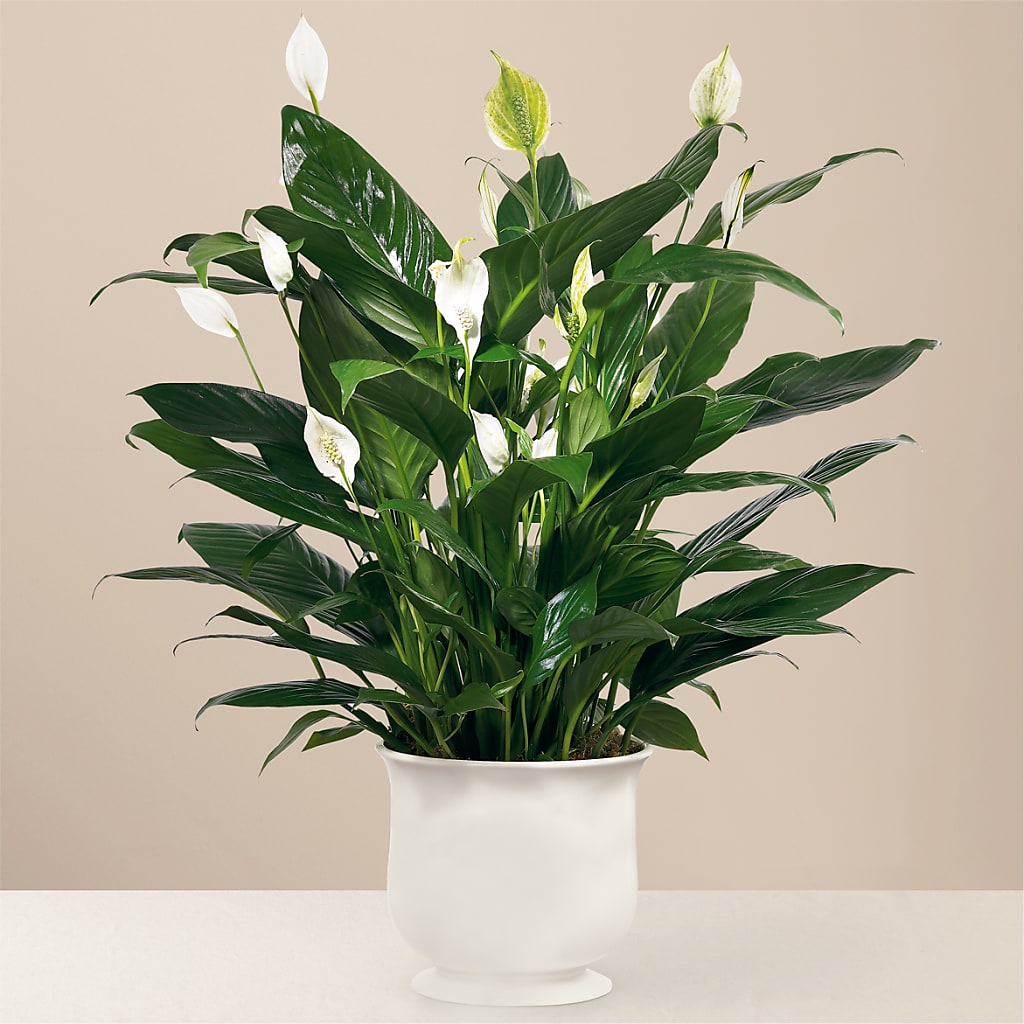 Comfort Planter – Deux Gars Des Fleurs, Sorel PQ
