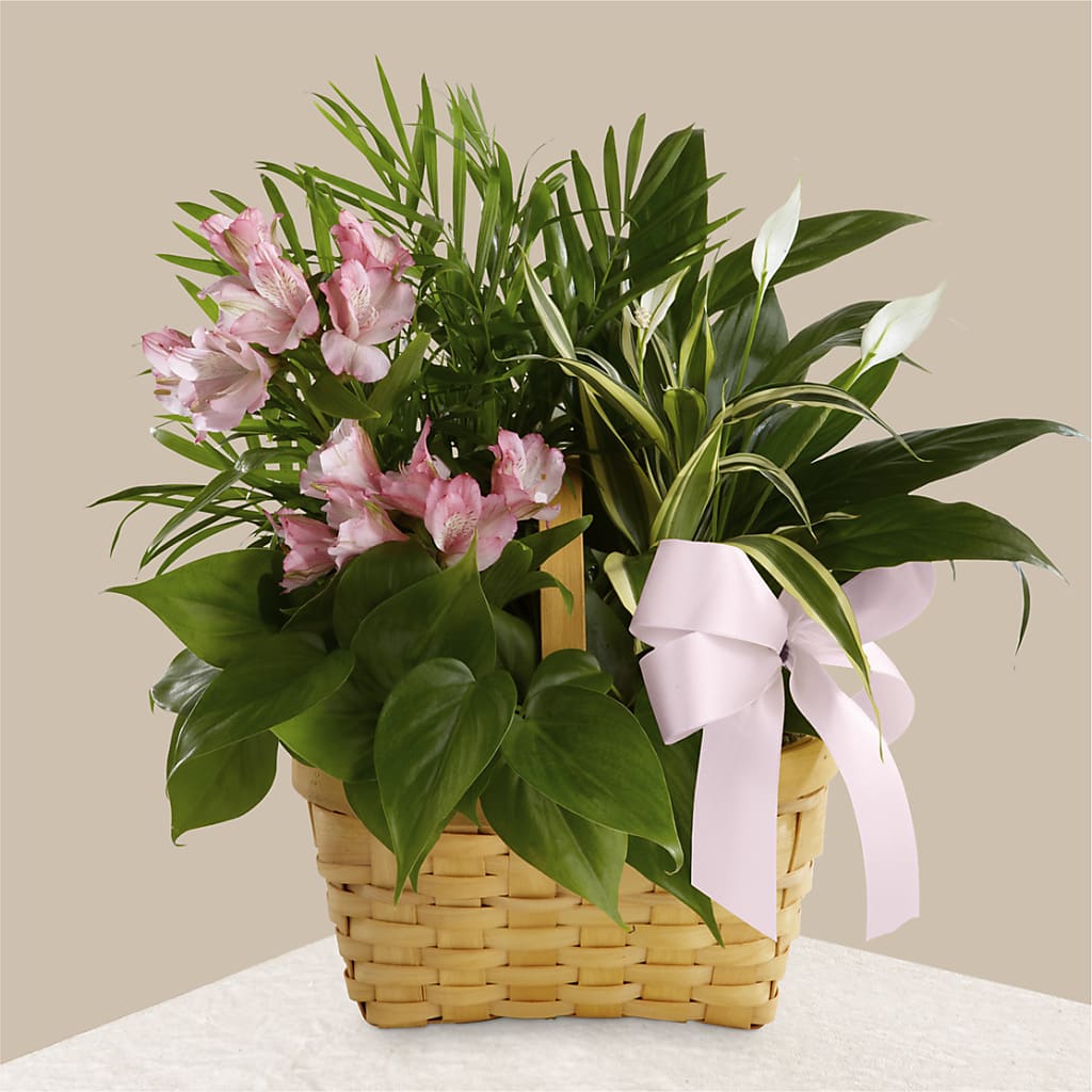 Living Spirit Dishgarden – Deux Gars Des Fleurs, Sorel PQ