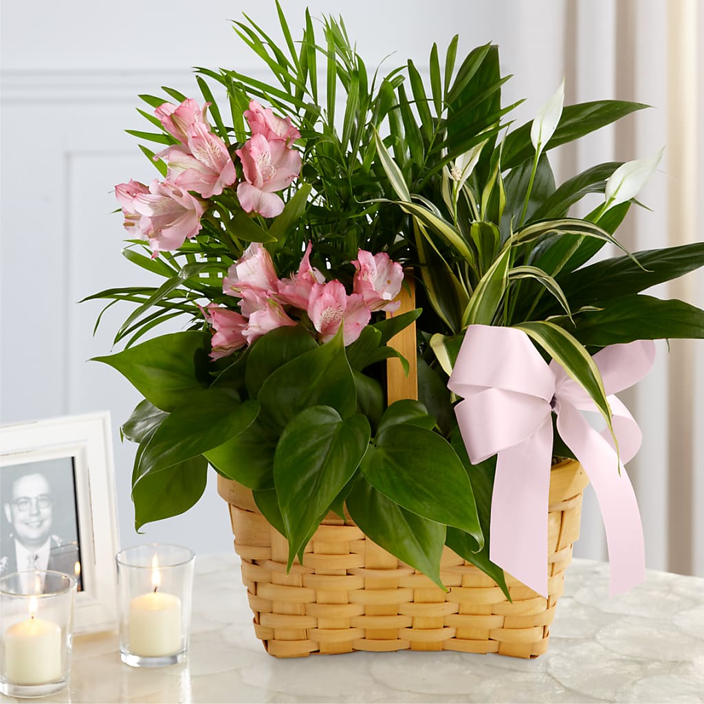 Living Spirit Dishgarden – Deux Gars Des Fleurs, Sorel PQ