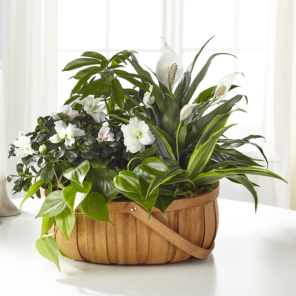 Serene Dishgarden – Deux Gars Des Fleurs, Sorel PQ