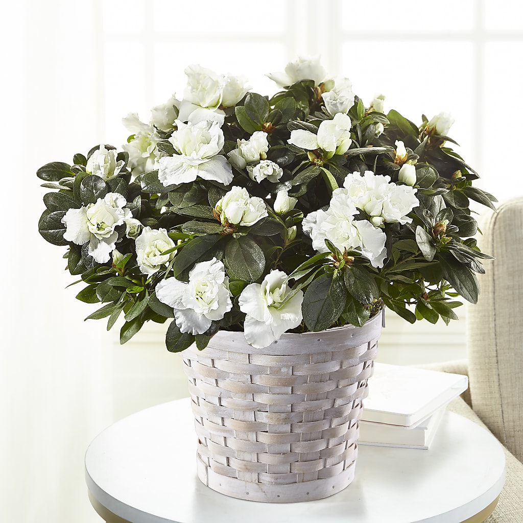 White Azalea Plant – Deux Gars Des Fleurs, Sorel PQ