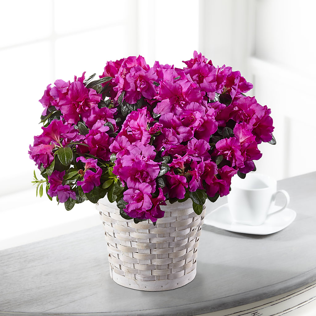 Hope & Serenity Azalea Plant – Deux Gars Des Fleurs, Sorel PQ