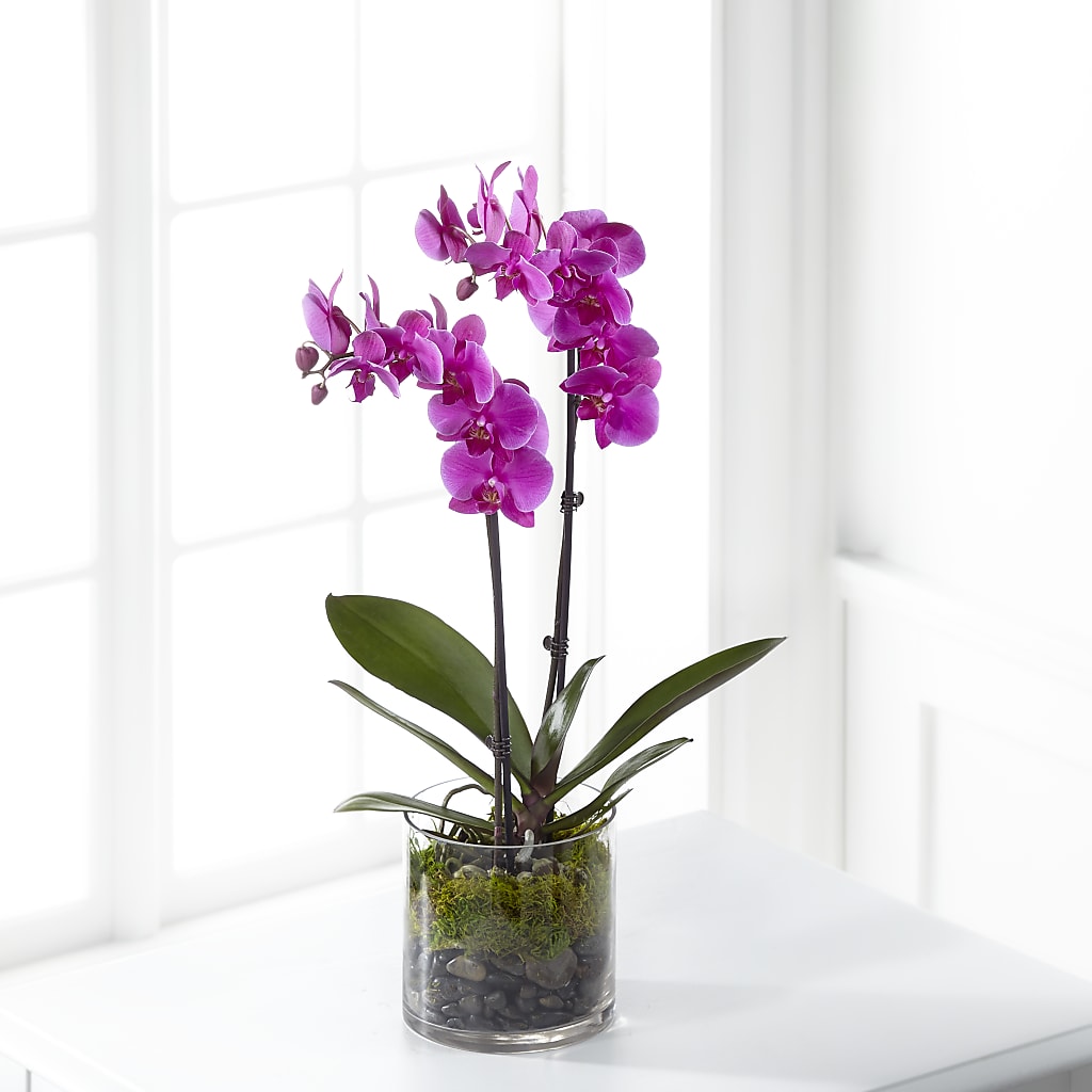 Pink Orchid Plant – Deux Gars Des Fleurs, Sorel PQ