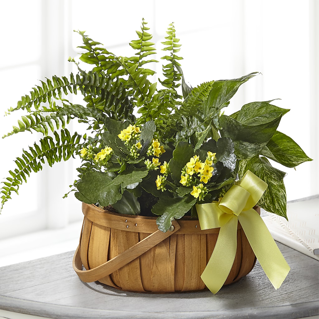 Always Dear Dishgarden – Deux Gars Des Fleurs, Sorel PQ