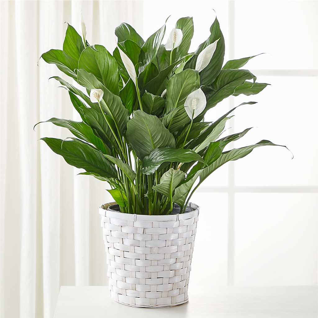 A New Leaf Peace Lily – Deux Gars Des Fleurs, Sorel PQ