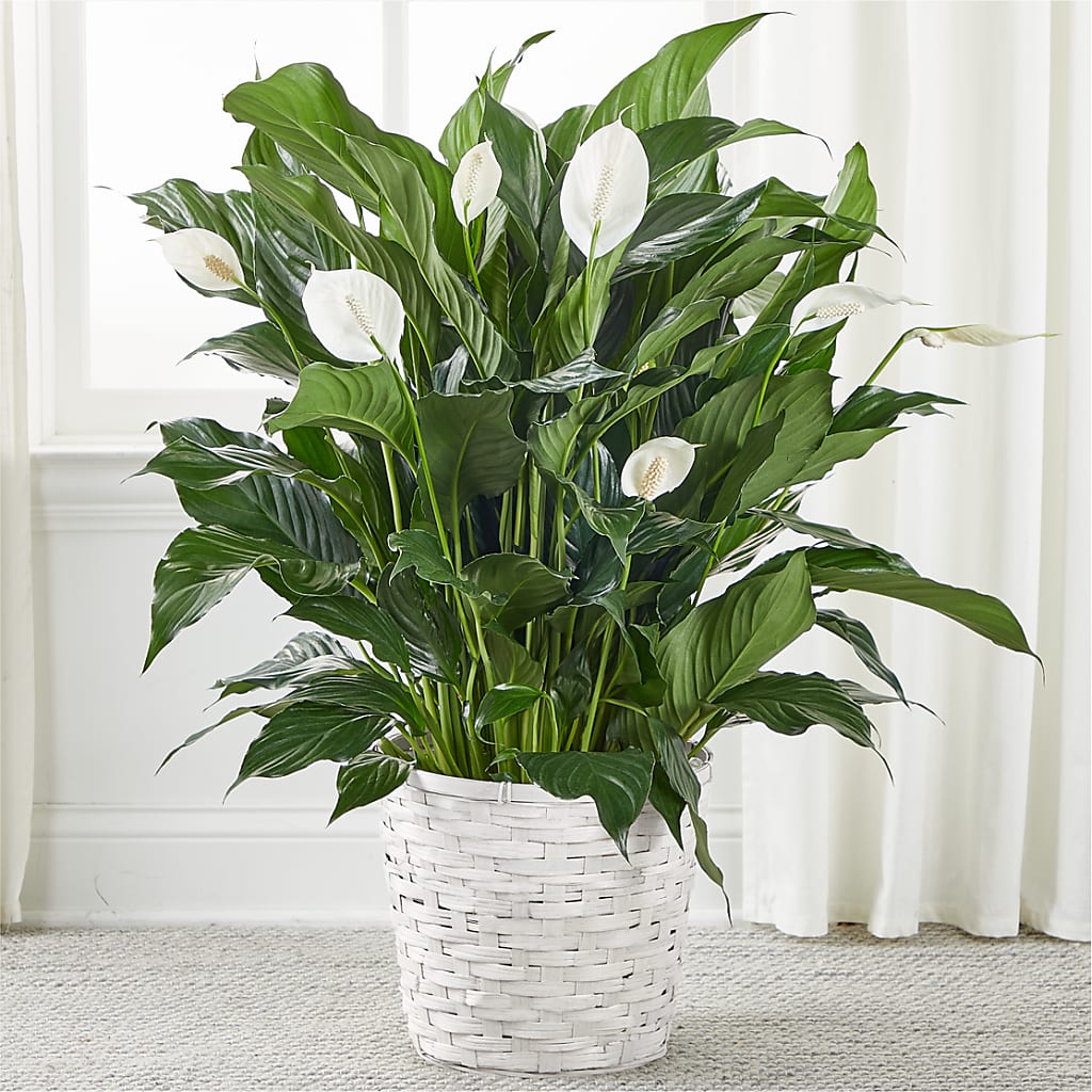 A New Leaf Peace Lily – Deux Gars Des Fleurs, Sorel PQ