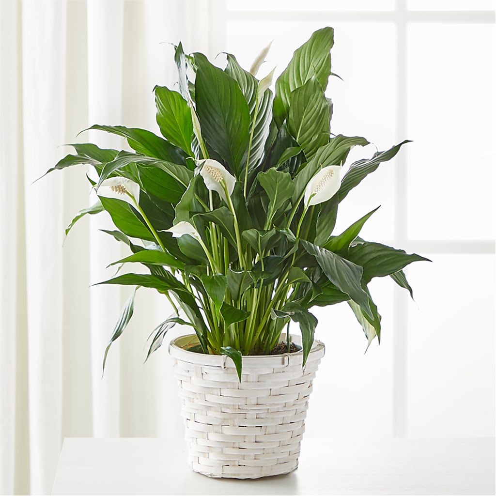 A New Leaf Peace Lily – Deux Gars Des Fleurs, Sorel PQ