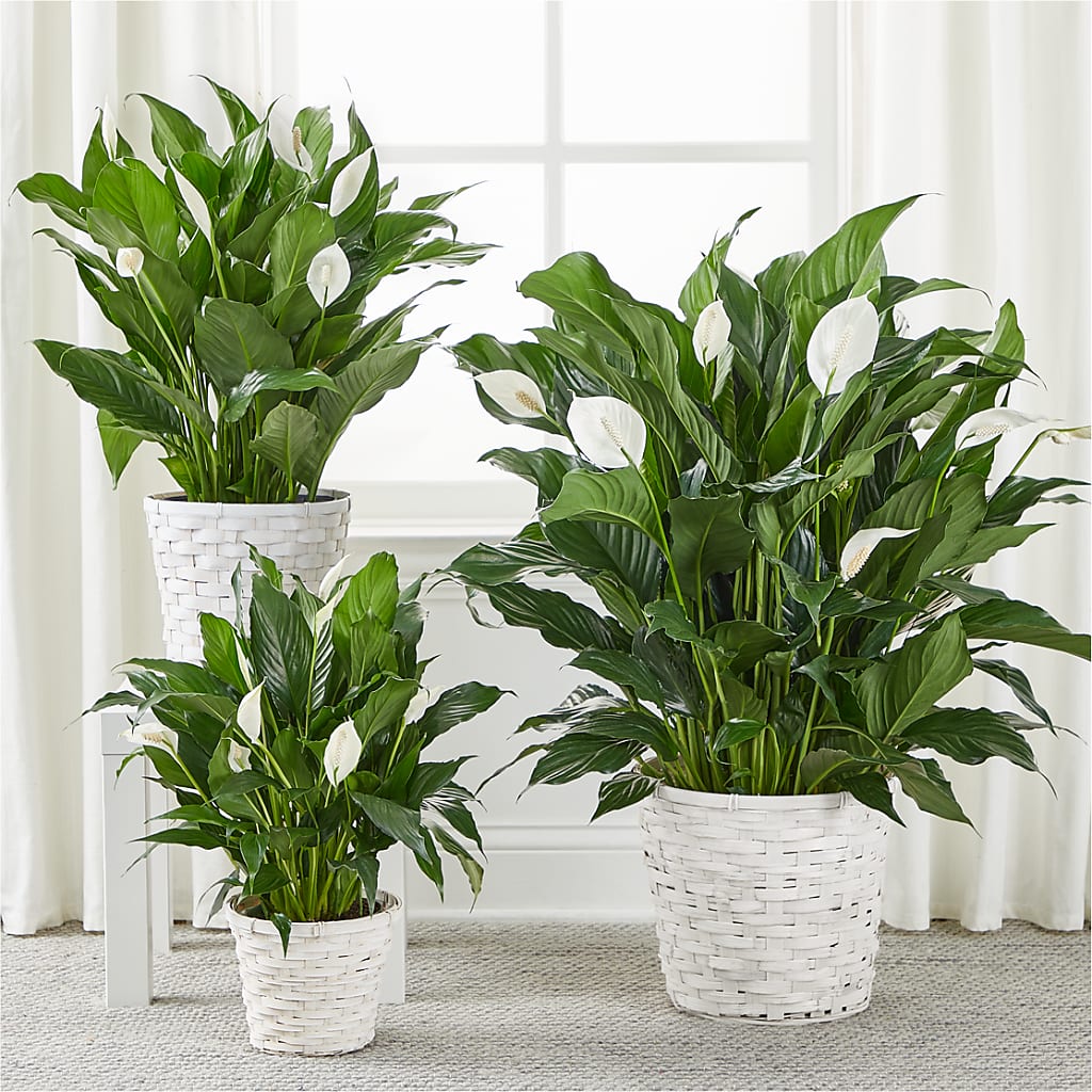 A New Leaf Peace Lily – Deux Gars Des Fleurs, Sorel PQ