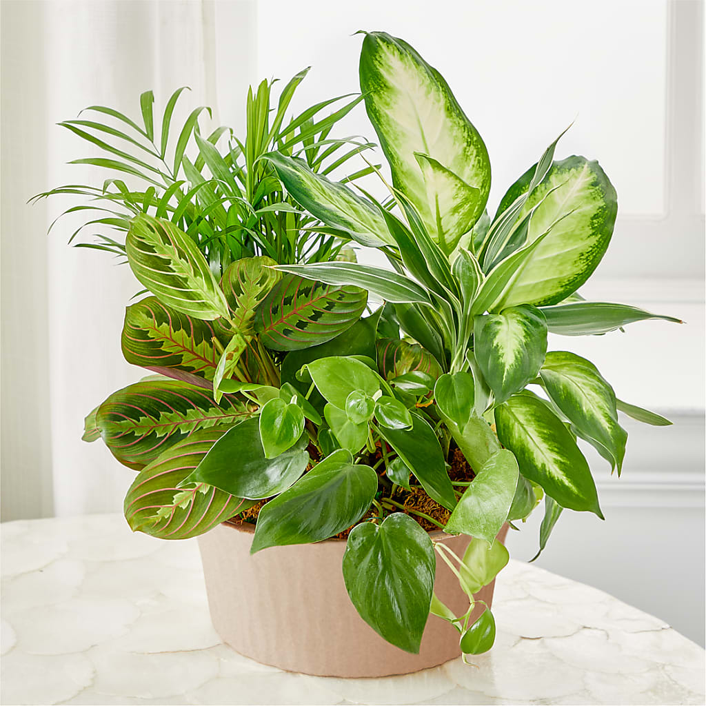 Balance & Harmony Dishgarden – Deux Gars Des Fleurs, Sorel PQ