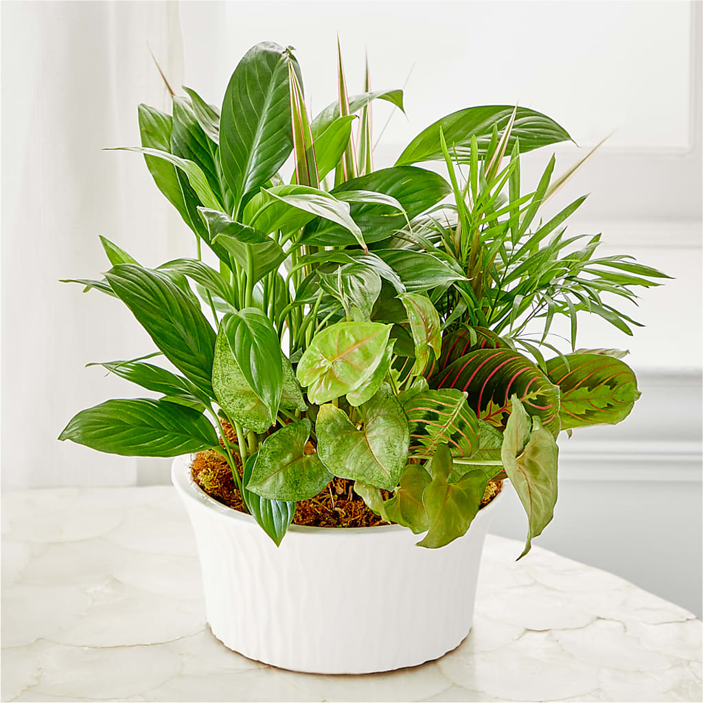 Balance & Harmony Dishgarden – Deux Gars Des Fleurs, Sorel PQ