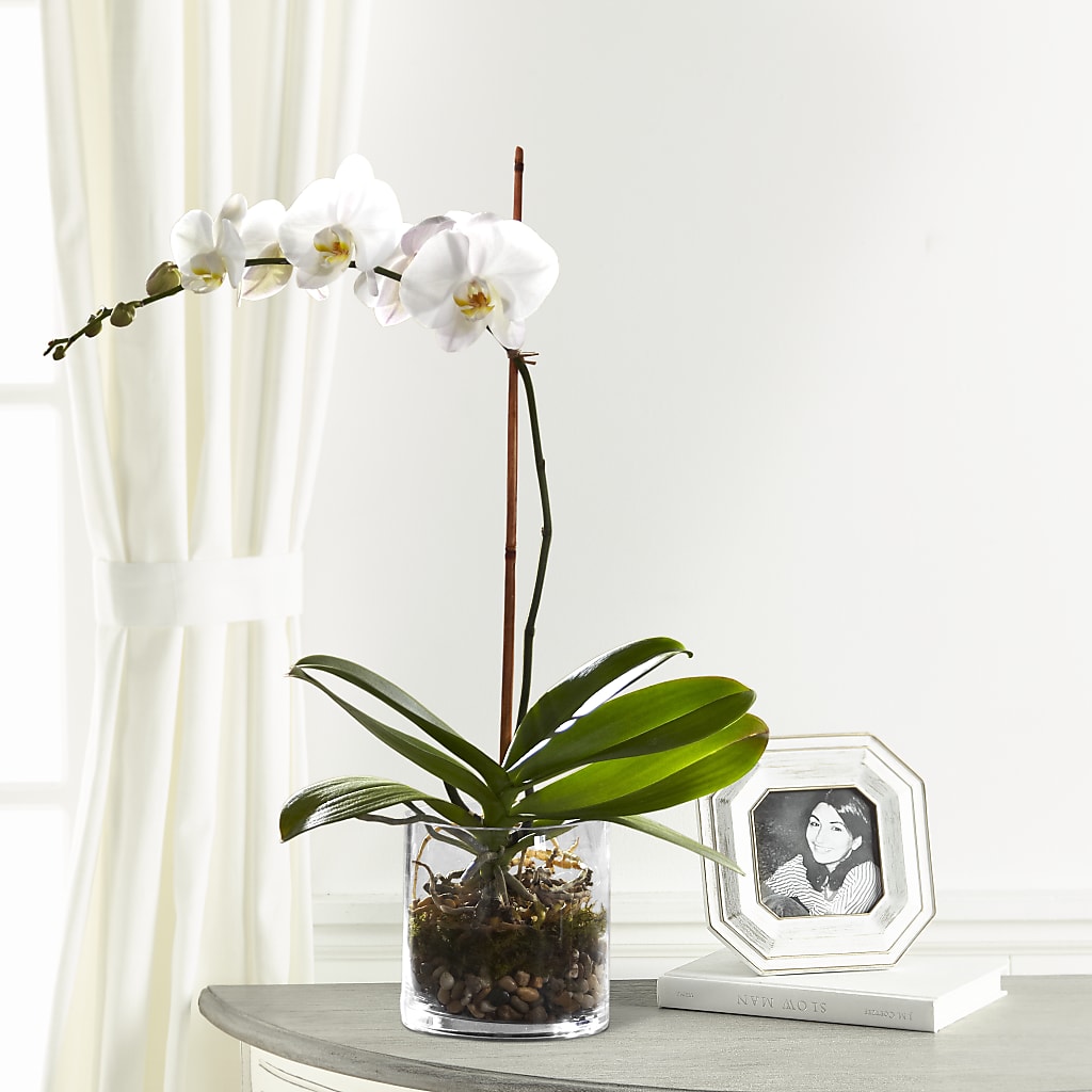 White Orchid Planter – Deux Gars Des Fleurs, Sorel PQ