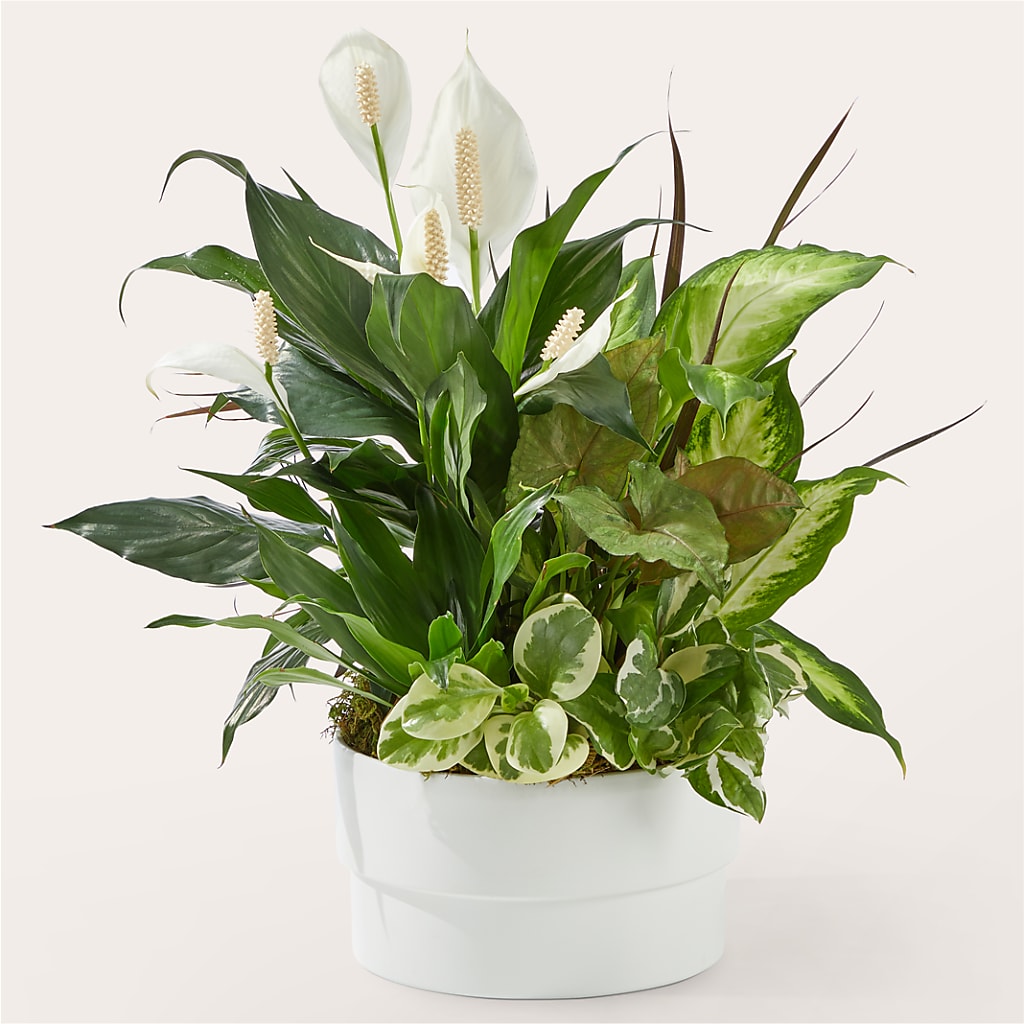 Radiating Positivity Dishgarden – Deux Gars Des Fleurs, Sorel PQ