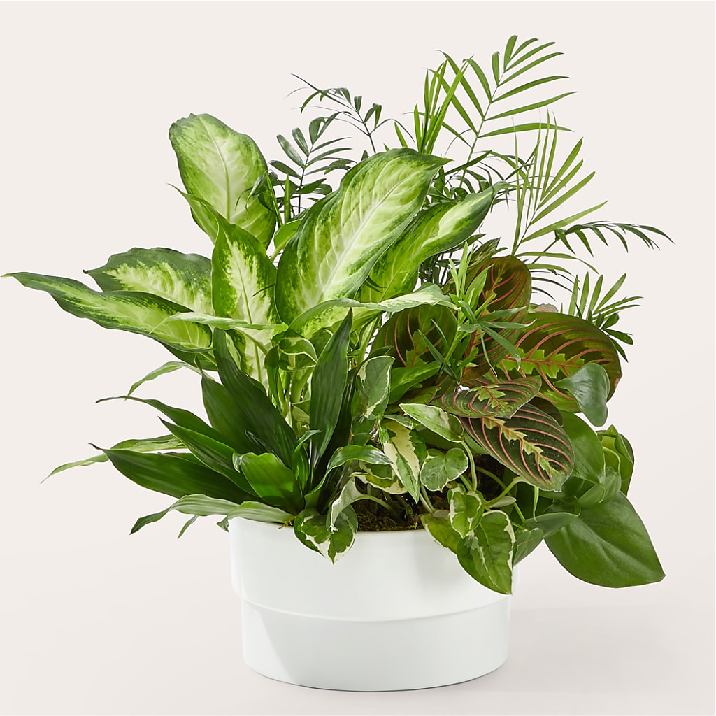 Radiating Positivity Dishgarden – Deux Gars Des Fleurs, Sorel PQ
