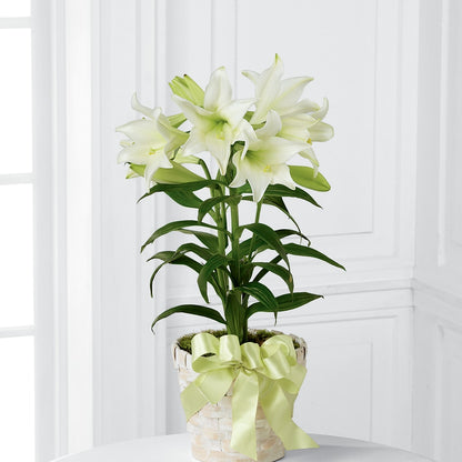 Easter Lily Plant –  Deux Gars Des Fleurs, Sorel PQ