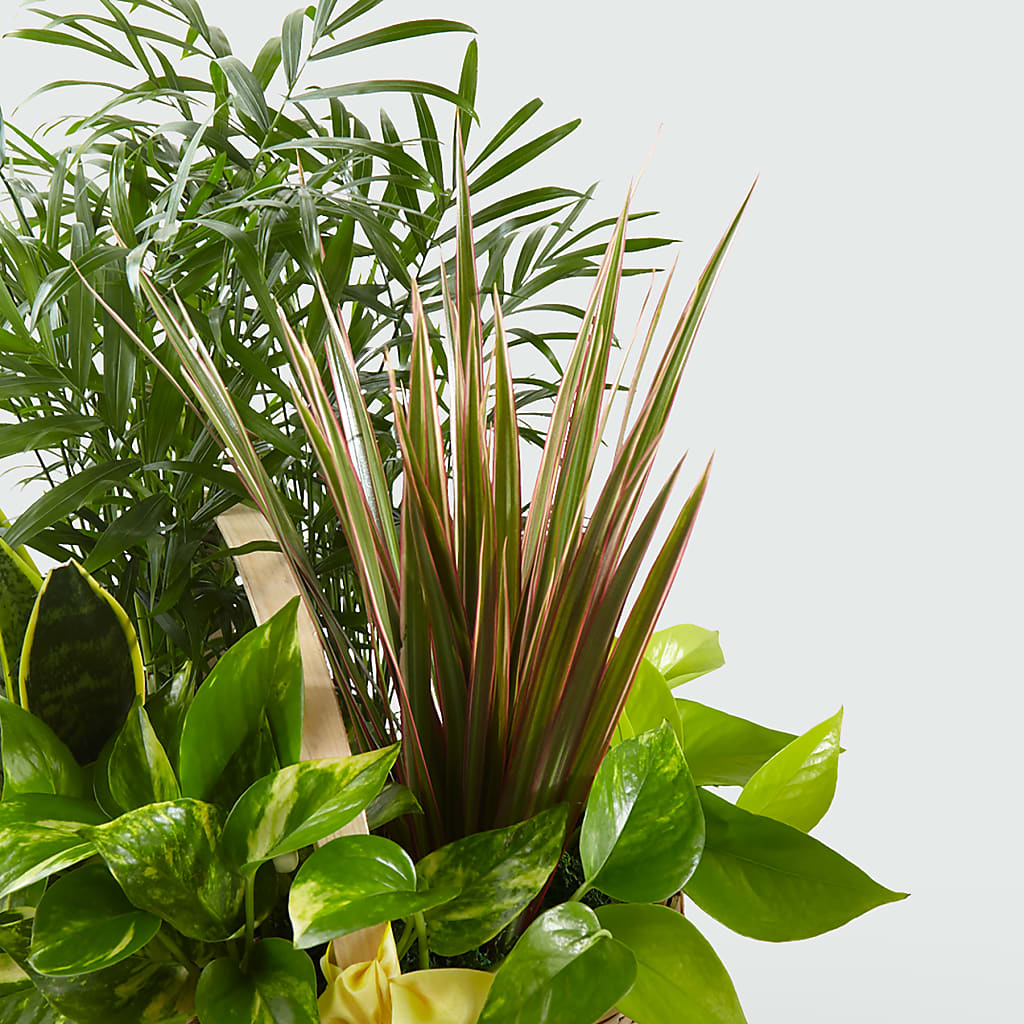 French Garden –  Deux Gars Des Fleurs, Sorel PQ