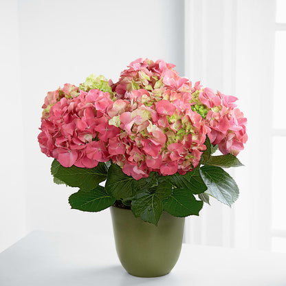 Pink Hydrangea Planter –  Deux Gars Des Fleurs, Sorel PQ