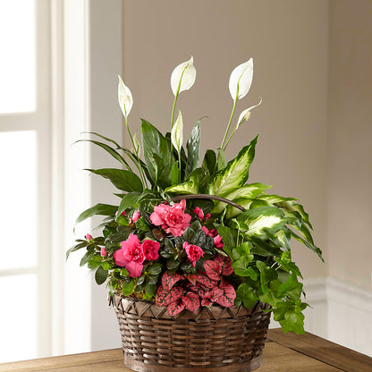 Dream in Pink Dishgarden –  Deux Gars Des Fleurs, Sorel PQ
