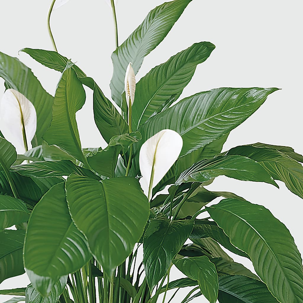 Tranquil Moments Peace Lily Plant –  Deux Gars Des Fleurs, Sorel PQ