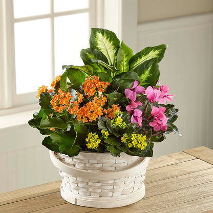 Color Crush Dishgarden –  Deux Gars Des Fleurs, Sorel PQ