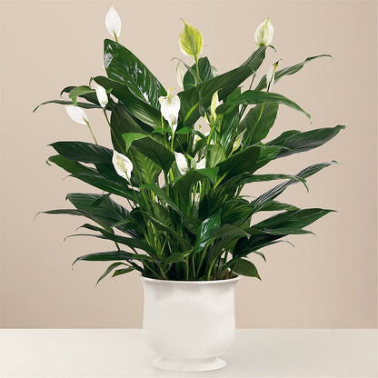 Comfort Planter –  Deux Gars Des Fleurs, Sorel PQ