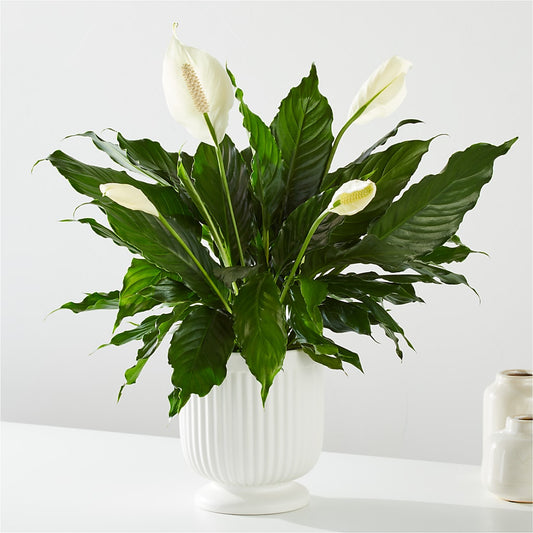 Comfort Planter –  Deux Gars Des Fleurs, Sorel PQ