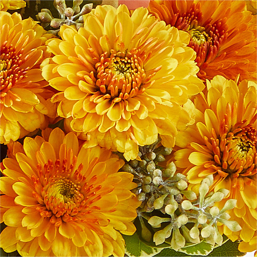 Peachy Pumpkin –  Deux Gars Des Fleurs, Sorel PQ