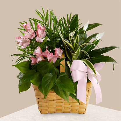 Living Spirit Dishgarden –  Deux Gars Des Fleurs, Sorel PQ