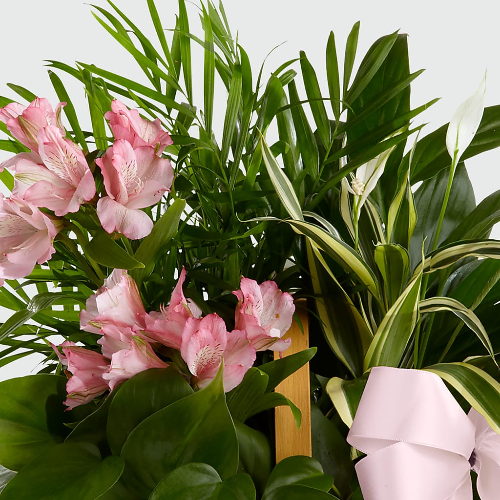 Living Spirit Dishgarden –  Deux Gars Des Fleurs, Sorel PQ
