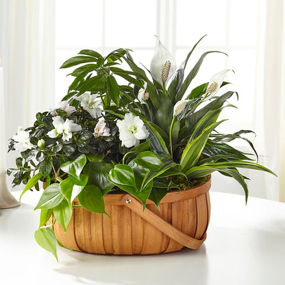 Serene Dishgarden –  Deux Gars Des Fleurs, Sorel PQ