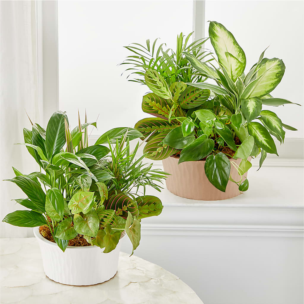 Balance & Harmony Dishgarden –  Deux Gars Des Fleurs, Sorel PQ