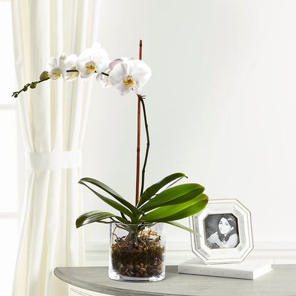 White Orchid Planter –  Deux Gars Des Fleurs, Sorel PQ