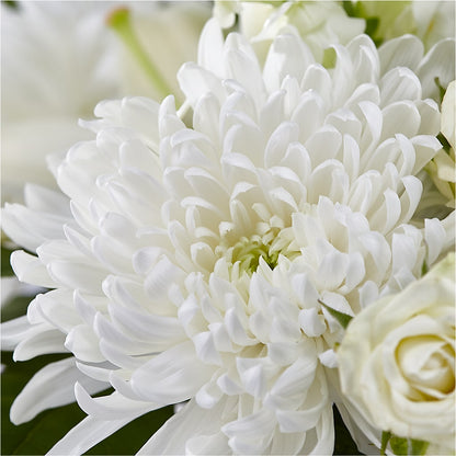 Classic Ivory – A Florist Original –  Deux Gars Des Fleurs, Sorel PQ